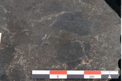 Foto (Detailansicht) von Cupanites novae zeelandiae Ettingshausen (NHMW-GEO-2024-0188-10225)